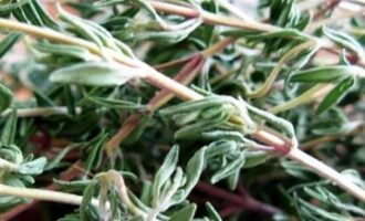 Рецепт винного соуса для блюд из птицы Рецепт винного соуса для блюд из птицы