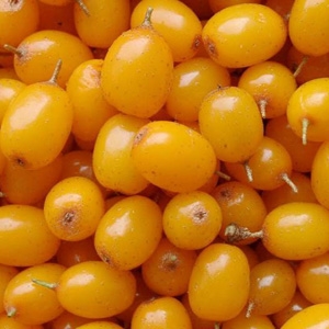 Масло из облепихи Масло из облепихи