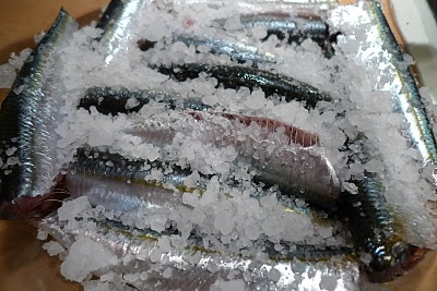 Маринованная хамса Маринованная хамса