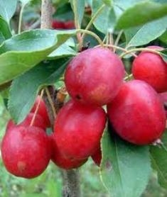 Компот из китайки Компот из китайки