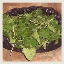 Мелисса лимонная сушеная Мелисса лимонная сушеная