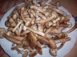 Икра из опят Икра из опят