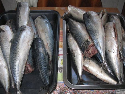 Скумбрия горячего копчения Скумбрия горячего копчения