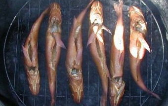 Горячее копчение окуня Горячее копчение окуня