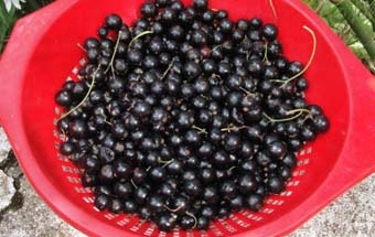 Коктейль из черной смородины Коктейль из черной смородины