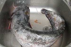 Фаршированный сом в духовке Фаршированный сом в духовке