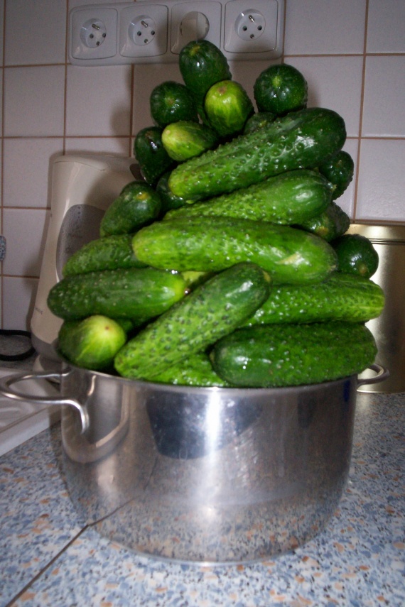 Огурцы маринованные кружочками Огурцы маринованные кружочками