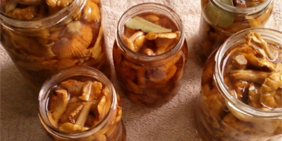 Маринованные лисички на зиму Маринованные лисички на зиму