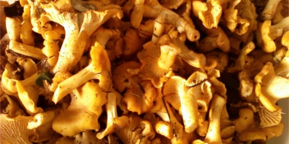 Маринованные лисички на зиму Маринованные лисички на зиму