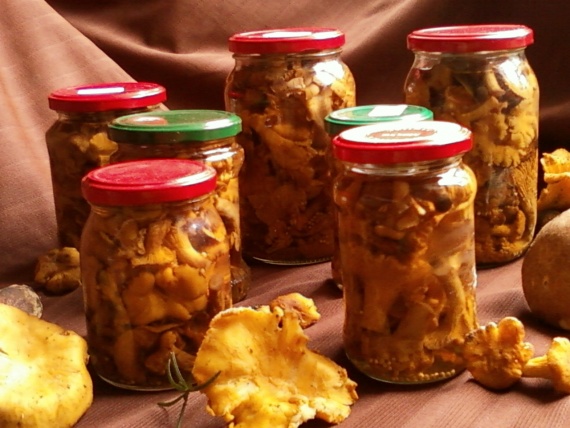 Маринованные лисички на зиму Маринованные лисички на зиму