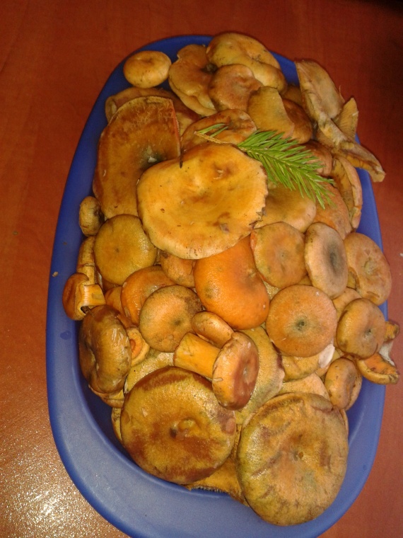 Маринованные рыжики на зиму Маринованные рыжики на зиму