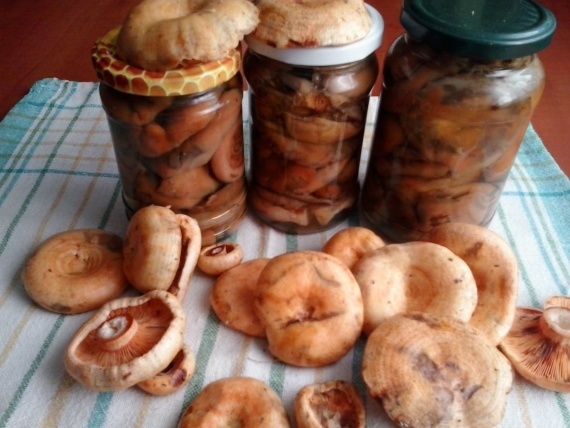 Маринованные рыжики на зиму Маринованные рыжики на зиму