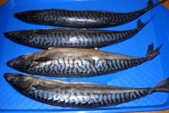 Маринованная скумбрия в банке Маринованная скумбрия в банке