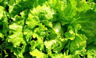 Классический салат с куриной печенью и перепелиными яйцами