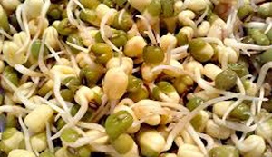 Салат из пророщенного маша