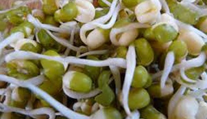 Салат из пророщенного маша