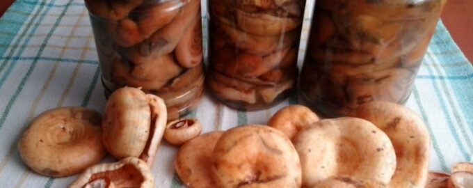 Маринованные рыжики на зиму