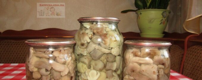 Маринованные рядовки