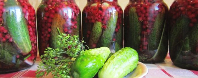 Огурцы с красной смородиной на зиму